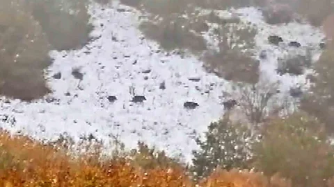 Çeltek köyünde yaban domuzu sürüsü görüntülendi