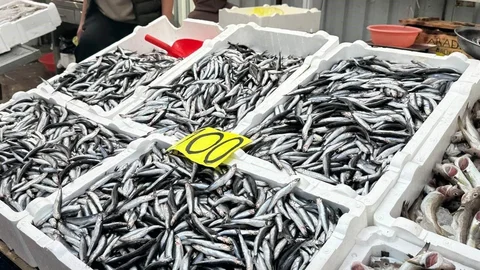 Zonguldak'ta hamsi 100 liraya satılıyor