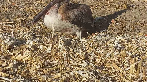 Konya'da yaralı pelikan kurtarıldı