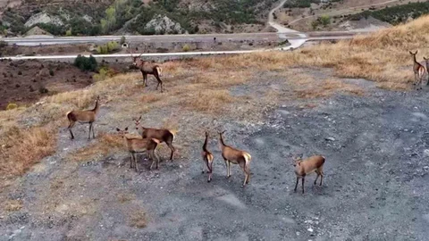 Kastamonu'da Kızıl Geyikler Kameralara Yansıdı