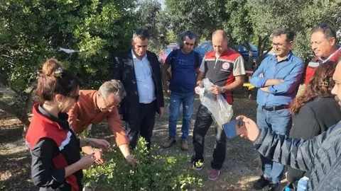 Çeşme'de Sakız Ağacı Eğitimi