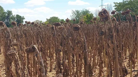 Edirne'de Gıda Güvenliği İçin Denetim Şart