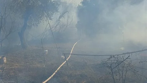 Hatay'da zeytinlik alanda yangın
