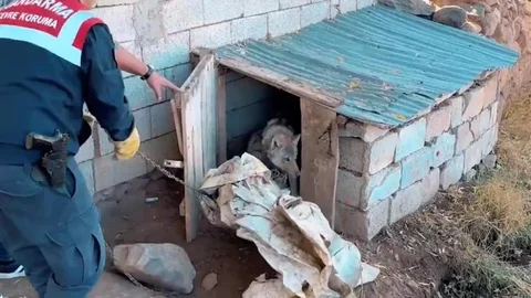 Van'da kurdu zincirle bağlayan şahsa 81 bin 355 TL ceza verildi