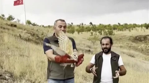 Erzurum'da Peçeli Baykuş Yeniden Yaban Hayatta