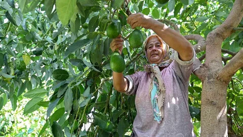 Mersin'de çiftçilere tropikal meyve desteği