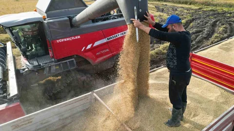 Edirne'de çeltik hasadı sezonu açıldı.