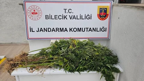 Bilecik'te kenevir operasyonu