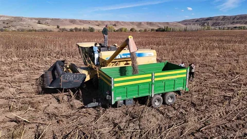 Sivas'ta ayçiçeği hasadı başladı, çiftçilerin yüzü güldü