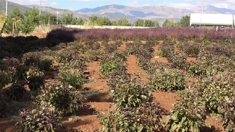 Tunceli'de Reyhan Üretimi ve Arıcılıkta Yenilikler