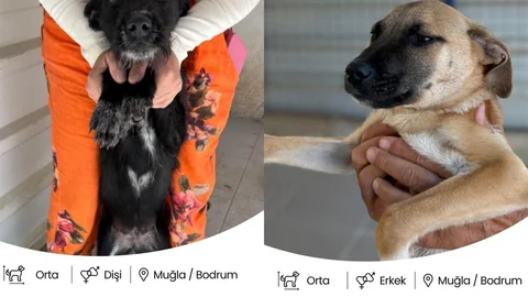 Muğla'da hayvanlar için yuvalandırma platformu kuruldu