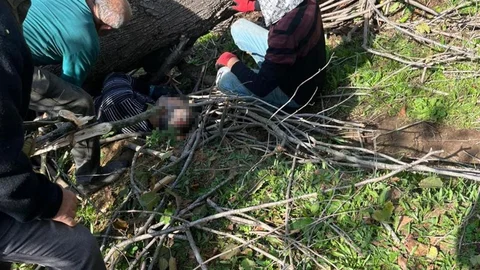 Sakarya'da ağacın altında kalan kişi yaralandı