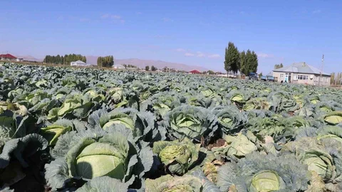 Ağrı'da Lahana Hasadı Başladı