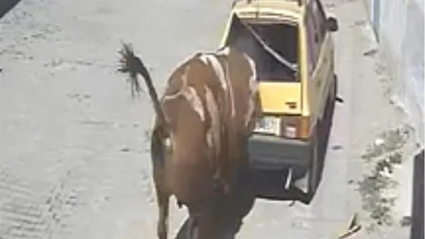 Nevşehir'de Kızgın Boğa Olayı