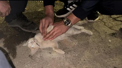 Bingöl'de itfaiye personeli, çarpan aracın ardından yaralanan kediye kalp masajı yaptı.