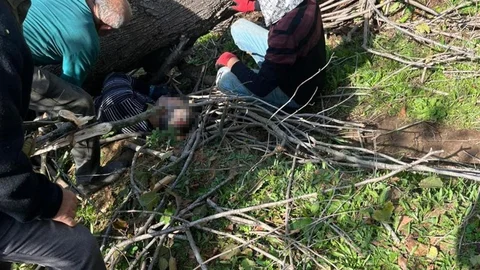 Sakarya'da ağaç kazası: Bir kişi hayatını kaybetti