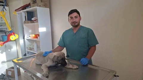 Kütahya'da yaralı sokak köpeğine belediye sahip çıktı
