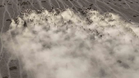 Konya'da koyun ve kuzuların toz bulutlarıyla ilerleyişi