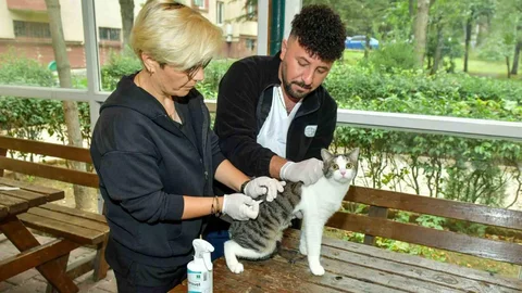 Esenyurt’ta sokak kedilerine parazit uygulaması yapıldı