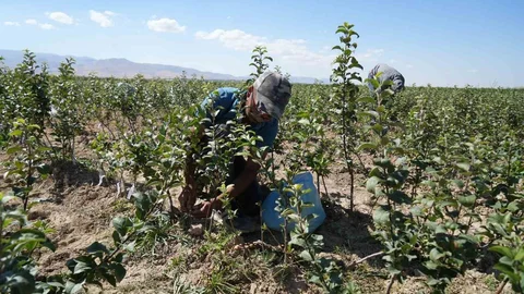 Niğde elma fidanı üretiminde Türkiye’nin öncü illerinden biri olarak öne çıkıyor.