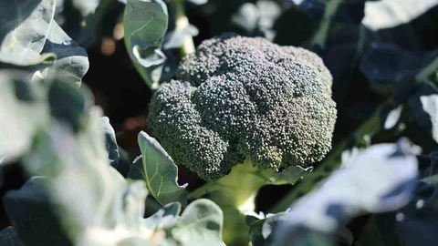 Erzurum'da tarımda yenilik: İkinci ürün olarak brokoli hasadı yapıldı