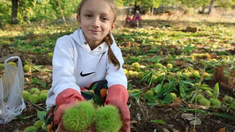 Aydın’da kestane hasat sezonu hareketliliği başladı