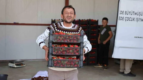 Aydın Ovacık Yaylası'nda çilek üretimi hızla artıyor