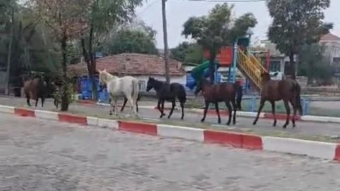 Hayrabolu'da başıboş atlar trafiği tehlikeye attı