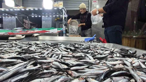 Karadeniz'de hamsi bollaştı