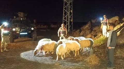 Kilis’te kaybolan 11 koyun jandarma ekipleri tarafından bulundu