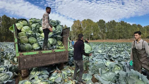 Van'da lahana hasadı başladı