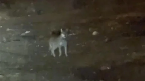 Kars'ta gece yarısı bir kurt sokaklarda dolaşırken görüntülendi.