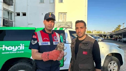 Kilis'te yaralı kerkenez kuşu koruma altına alındı