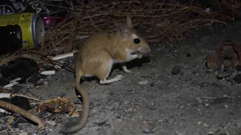 Nesli tükenme tehlikesindeki Arap tavşanı görüntülendi