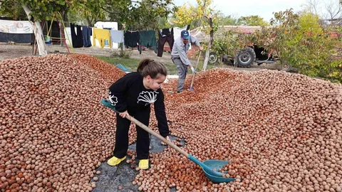 Devletten 49 yıllığına bedelsiz kiralanan arazilerde ceviz bereketi