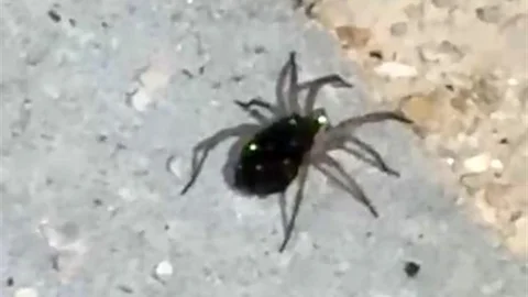 Elazığ’da kurt örümceği görüntülendi