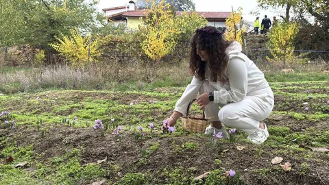 ’Dünyanın en pahalı baharatı’ safranın kilogramı 600 bin liradan satılacak