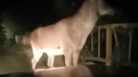 Karabük ormanlarında erkek geyik ve karaca görüntülendi