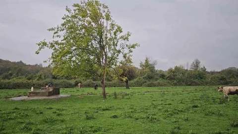 Çaycuma'da Su Kuyusunda Kadın Cesedi Bulundu