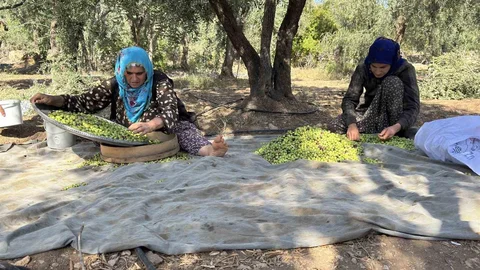 Coğrafi işaretli Derik zeytininde hasat başladı