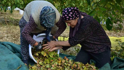 Demirci’de ceviz hasadına başlandı