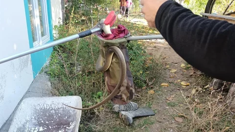 Eve giren yılan paniğe neden oldu