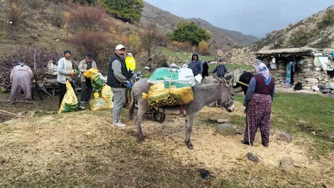 Şuhut’ta kestane hasadı başladı