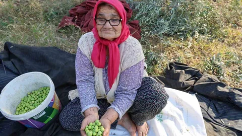 Zeytin hasadına asırlık ağaçlardan başlandı