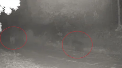 Çankırı'da doğada anne ayı ve yavrusu görüntülendi