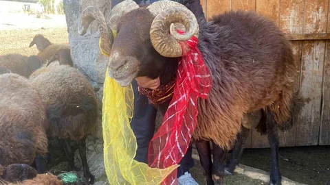 Ağrı'da Koç Katımı Geleneği