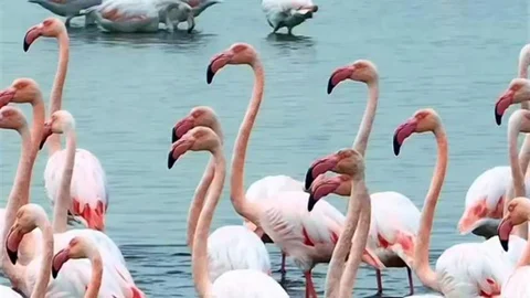 İzmit Körfezi’nde "allı turna" şöleni