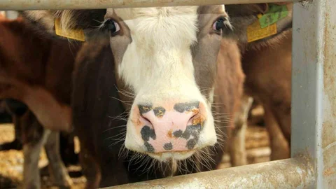 Çal’da 2 mahallede şap tespit edilmesi üzerine 19 mahalle karantinaya alındı