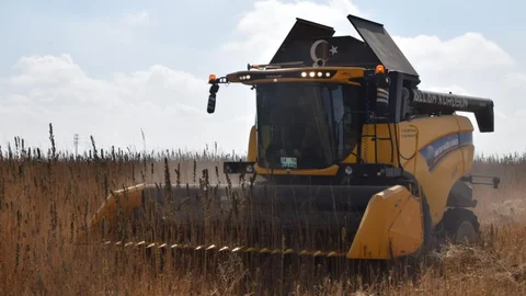 Konya Ovası’nda kenevir hasadı