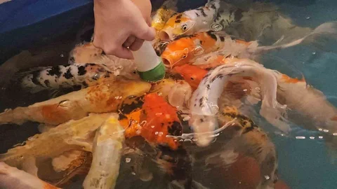 Zonguldak'ta çocuklar biberonla balık besliyor